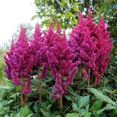 Астильба ВИЖНС китайская  Астильба ВИЖНС китайская в Красноярске