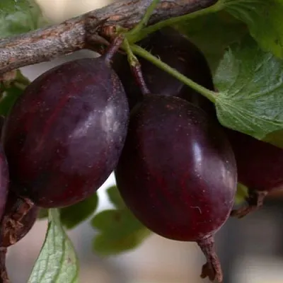 Крыжовник ЧЕЛЯБИНСКИЙ СЛАБОШИПОВАТЫЙ  Крыжовник ЧЕЛЯБИНСКИЙ СЛАБОШИПОВАТЫЙ в Красноярске