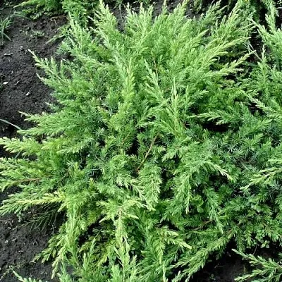 Можжевельник ШЛЯГЕР прибрежный  Можжевельник ШЛЯГЕР прибрежный в Красноярске