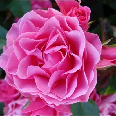 Саженцы роз АЙ ЭМ ГРЕЙТФУЛ флорибунда  Саженцы роз АЙ ЭМ ГРЕЙТФУЛ флорибунда в Красноярске