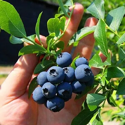 Голубика НОРТ КАНТРИ  Голубика НОРТ КАНТРИ в Красноярске