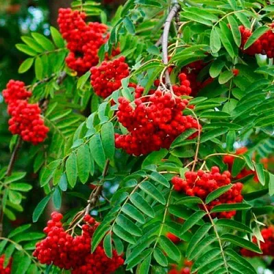 Рябина ПЛАКУЧАЯ сладкоплодная в Красноярске