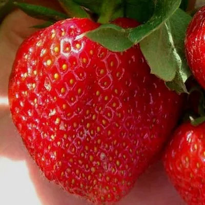 Клубника МАГНУС  Клубника МАГНУС в Красноярске