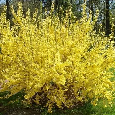 Форзиция ФОРЧУНА  Форзиция ФОРЧУНА в Красноярске