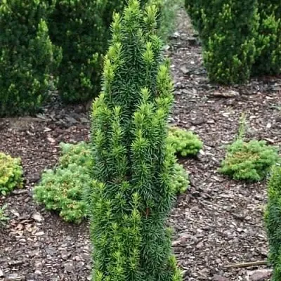 Тис ВОЙТЕК средний   Тис ВОЙТЕК средний  в Красноярске