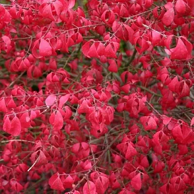 Бересклет КОМПАКТУС   Бересклет КОМПАКТУС  в Красноярске