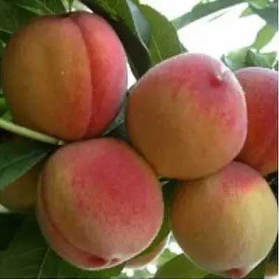 Персик ТУРИСТ  Персик ТУРИСТ в Красноярске