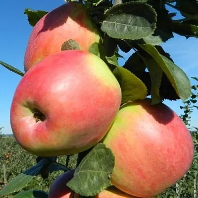 Яблоня БРЯНСКОЕ РОЗОВОЕ в Красноярске