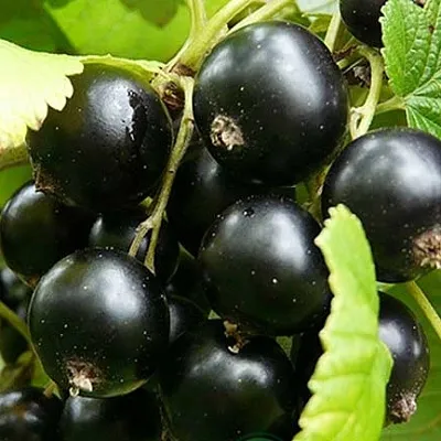 Смородина черная ЭБОНИ  Смородина черная ЭБОНИ в Красноярске
