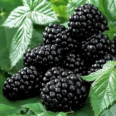 Ежевика БЛЭК БЬЮТИ  Ежевика БЛЭК БЬЮТИ в Красноярске