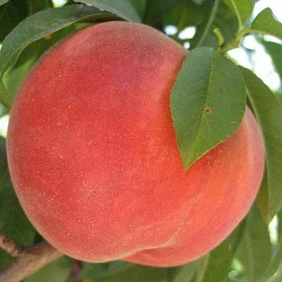 Персик МАЙСКИЙ ЦВЕТОК  Персик МАЙСКИЙ ЦВЕТОК в Красноярске