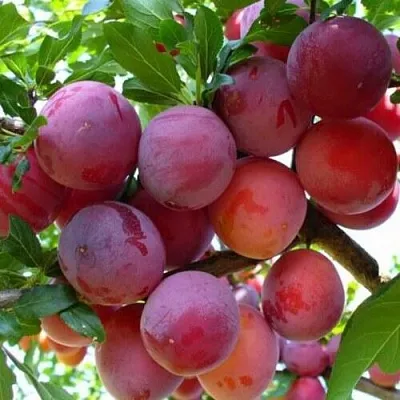 Слива НЕКТАРИННАЯ АРОМАТНАЯ  Слива НЕКТАРИННАЯ АРОМАТНАЯ в Красноярске