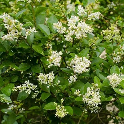 Бирючина  Бирючина в Красноярске