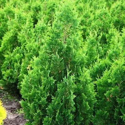 Туя СПИРАЛИС западная  Туя СПИРАЛИС западная в Красноярске