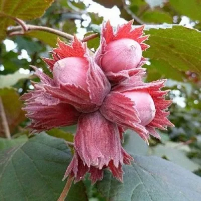 Фундук СКАРЛЕТТ в Красноярске