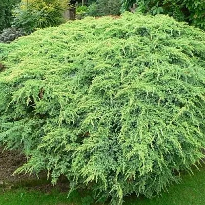 Можжевельник ХОЛГЕР чешуйчатый  Можжевельник ХОЛГЕР чешуйчатый в Красноярске