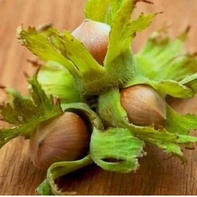 Фундук ГИГАНТ ТАМБОВСКИЙ  Фундук ГИГАНТ ТАМБОВСКИЙ в Красноярске