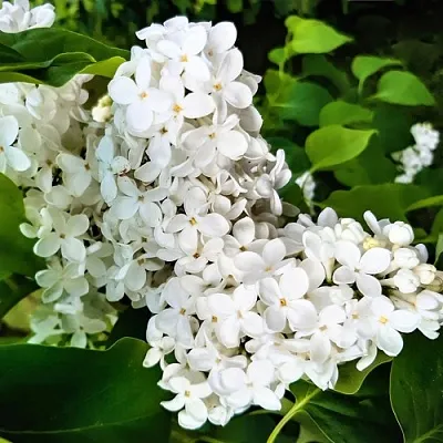 Сирень МАЛЕНЬКИЙ ПРИНЦ  Сирень МАЛЕНЬКИЙ ПРИНЦ в Красноярске