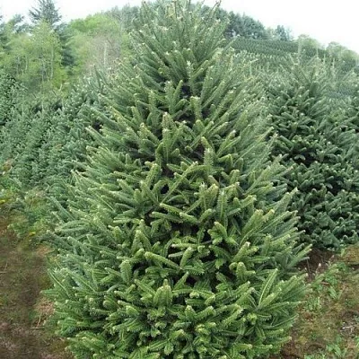 Пихта ФРАЗЕРА  Пихта ФРАЗЕРА в Красноярске