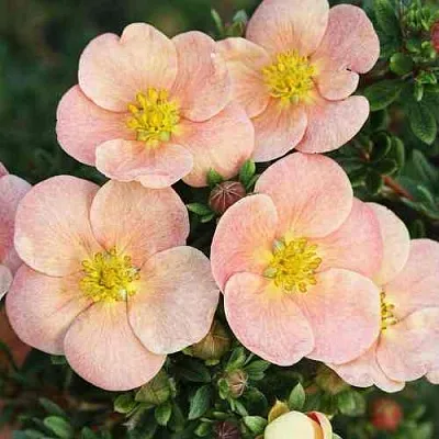 Лапчатка ДЕЙДАУН кустарниковая   Лапчатка ДЕЙДАУН кустарниковая  в Красноярске