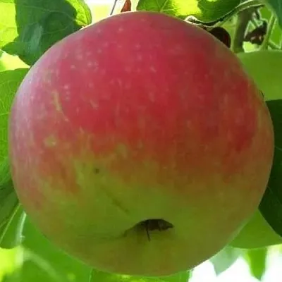 Яблоня УТРО в Красноярске