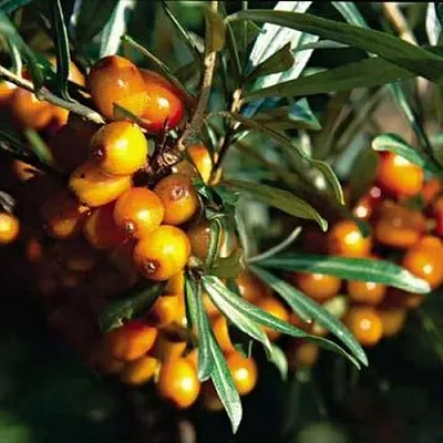 Облепиха ДАР КАЗАКОВУ  Облепиха ДАР КАЗАКОВУ в Красноярске