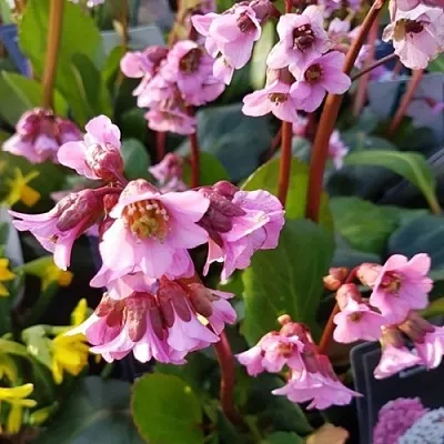 Бадан БЭБИ ДОЛЛ  Бадан БЭБИ ДОЛЛ в Красноярске