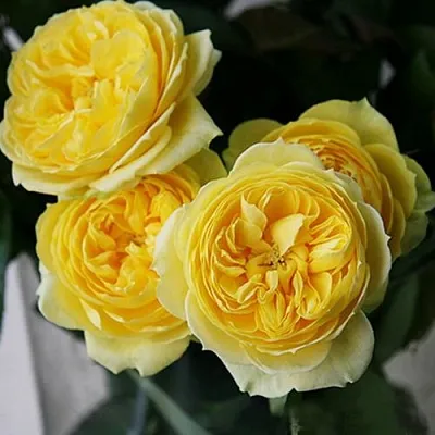 Саженцы роз КАТАЛИНА спрей  Саженцы роз КАТАЛИНА спрей в Красноярске