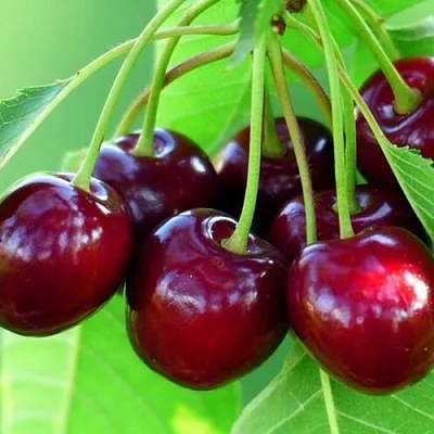 Вишня ВЯНОК  Вишня ВЯНОК в Красноярске