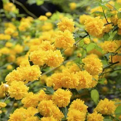 Керрия японская АУРЕОВАРИЕГАТТА  Керрия японская АУРЕОВАРИЕГАТТА в Красноярске