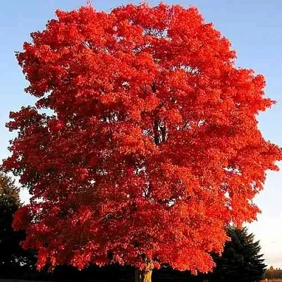 Дуб красный  в Красноярске