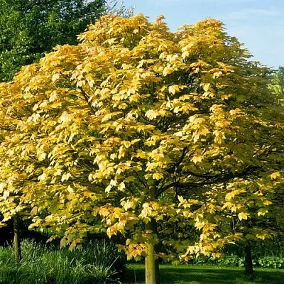 Клен ложноплатановый  Клен ложноплатановый в Красноярске