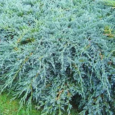 Можжевельник БЛЮ КАРПЕТ чешуйчатый  Можжевельник БЛЮ КАРПЕТ чешуйчатый в Красноярске