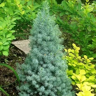 Ель КОНИКА сизая  Ель КОНИКА сизая в Красноярске