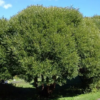 Ива ломкая   Ива ломкая  в Красноярске