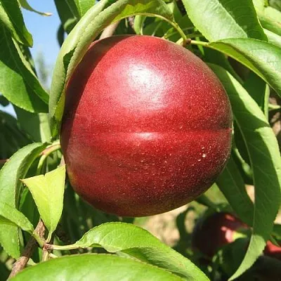 Нектарин ФАНТАЗИЯ  Нектарин ФАНТАЗИЯ в Красноярске