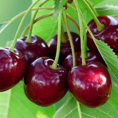 Дюк ЖИВИЦА (ЧЕРЕВИШНЯ)  Дюк ЖИВИЦА (ЧЕРЕВИШНЯ) в Красноярске