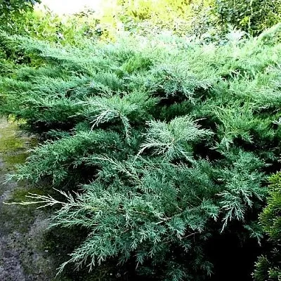 Можжевельник ПФИТЦЕРИАНА ГЛАУКА средний  Можжевельник ПФИТЦЕРИАНА ГЛАУКА средний в Красноярске