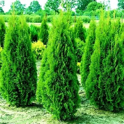 Туя ВИДМАНТ западная  Туя ВИДМАНТ западная в Красноярске