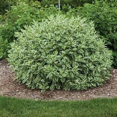 Дерен ЭЛЕГАНТИССИМА белый  Дерен ЭЛЕГАНТИССИМА белый в Красноярске