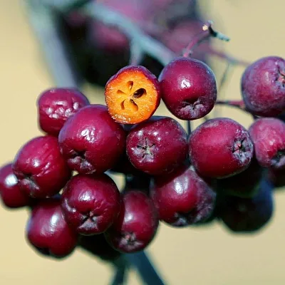 Рябина сладкоплодная  Рябина сладкоплодная в Красноярске