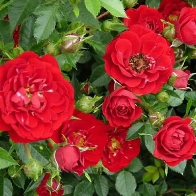 Саженцы роз РЕД КАСКАД почвопокровная  Саженцы роз РЕД КАСКАД почвопокровная в Красноярске