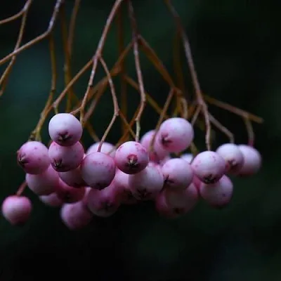 Рябина ПЕКИНСКАЯ сладкоплодная в Красноярске