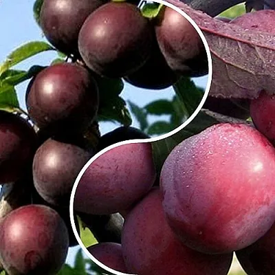 Комплект ИЗЮМИНКА САДА в Красноярске