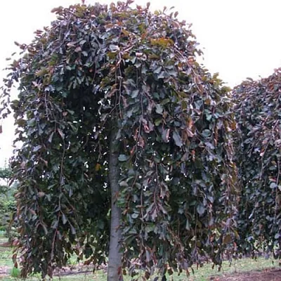 Бук  Бук в Красноярске