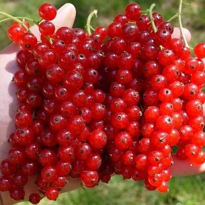 Смородина красная РЕД ПУЛ  Смородина красная РЕД ПУЛ в Красноярске