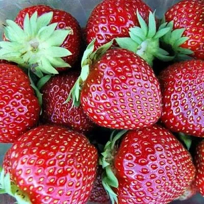 Клубника МАЛЬВИНА  Клубника МАЛЬВИНА в Красноярске