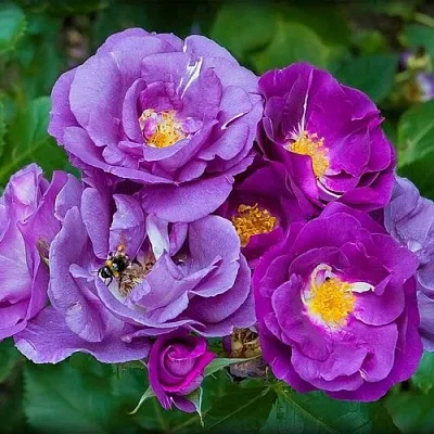 Саженцы роз РАПСОДИЯ ИН БЛЮ шраб  Саженцы роз РАПСОДИЯ ИН БЛЮ шраб в Красноярске