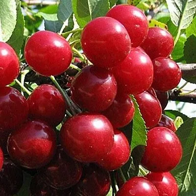 Вишня ГЛУБОКСКАЯ  Вишня ГЛУБОКСКАЯ в Красноярске