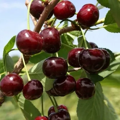 Вишня ГРИОТ БЕЛОРУССКИЙ  Вишня ГРИОТ БЕЛОРУССКИЙ в Красноярске